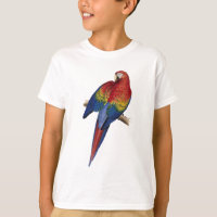 Macaw Parrot Red Yellow Blue Green Bird