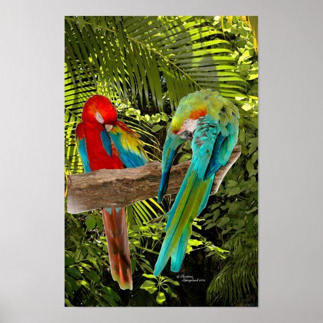 Macaw Parrots in a tropical forest Poster (Front)