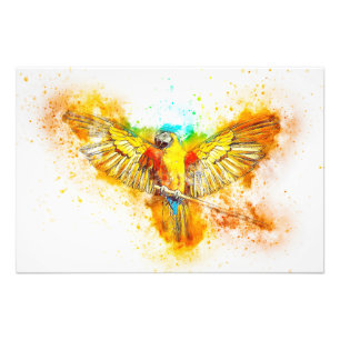Macaw Photo Print