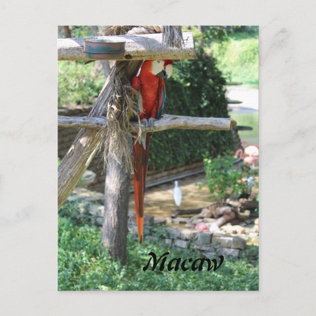 Macaw Postcard (Front)