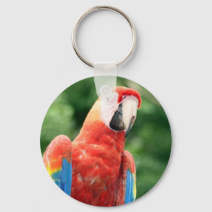 macaw scarlet face key ring