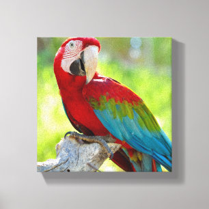 Macaw sitting on branch canvas print