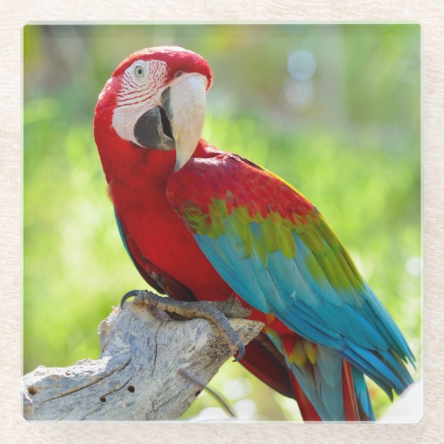 Macaw sitting on branch glass coaster (Front)