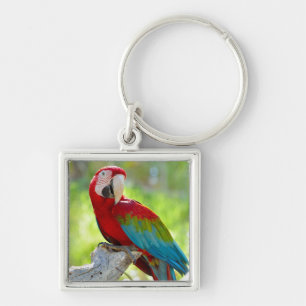 Macaw sitting on branch key ring