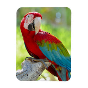 Macaw sitting on branch magnet