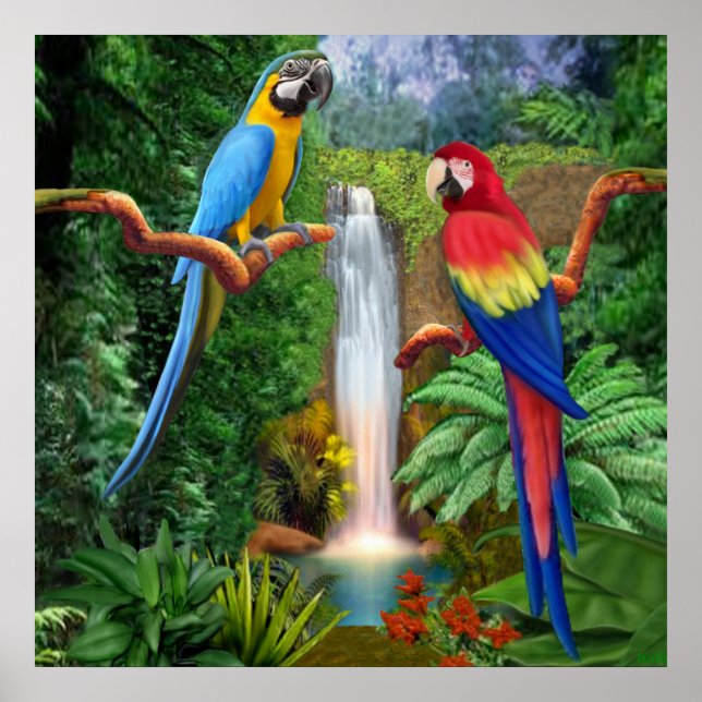 Macaw Tropical Parrots Poster (Front)