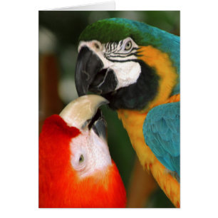 Macaws