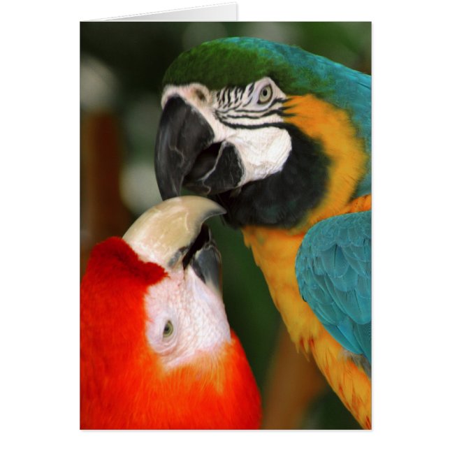 Macaws (Front)