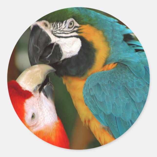 Macaws Classic Round Sticker (Front)