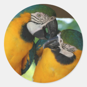 Macaws Classic Round Sticker