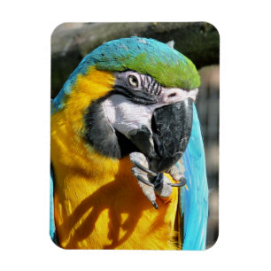 MACAWS MAGNET