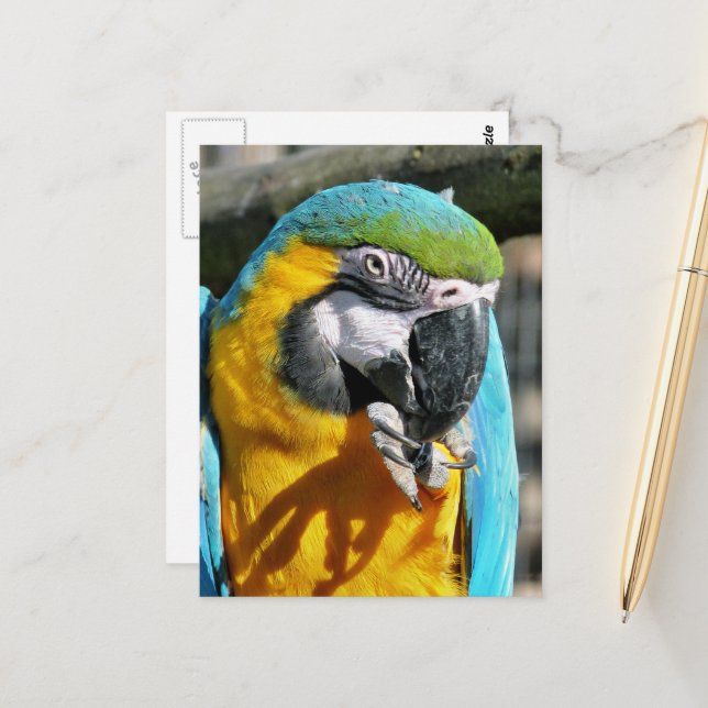 MACAWS POSTCARD (Front/Back In Situ)