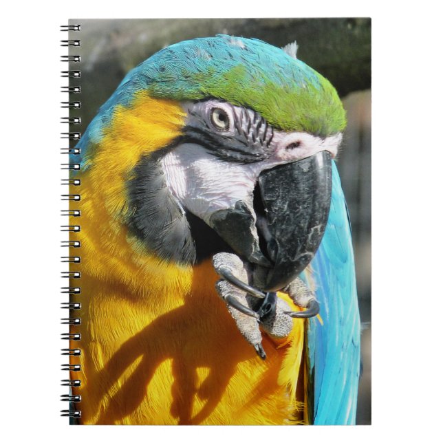 MACAWS SPIRAL NOTEBOOK (Front)