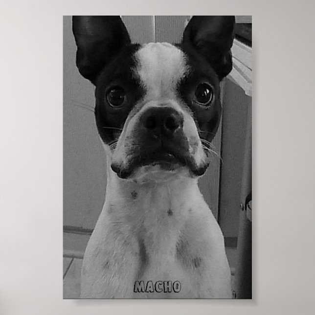 Macho the Boston Terrier Poster (Front)