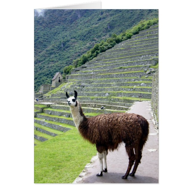 machu llama look (Front)