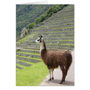 machu llama proud