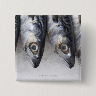 Mackerel fish, fresh catch of the day 15 cm square badge