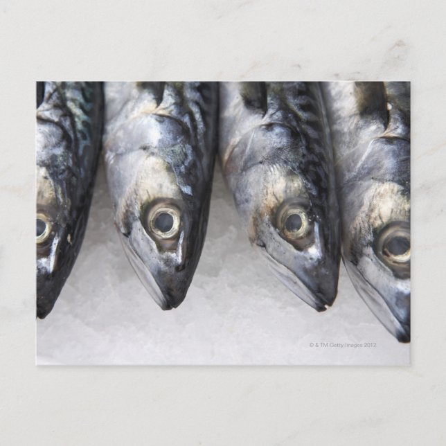 Mackerel fish, fresh catch of the day postcard (Front)