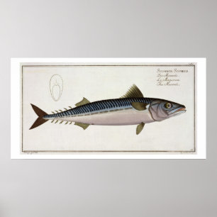 Mackerel (Scomber Scomber) plate LIV from 'Ichthyo Poster