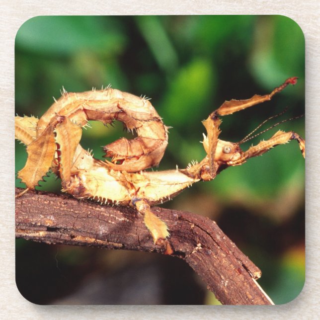 Macleay's Spectre (Spiney Stick Insect), Coaster (Front)