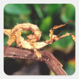 Macleay's Spectre (Spiney Stick Insect), Square Sticker