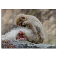 Macque Monkey, Japanese Monkey Photography