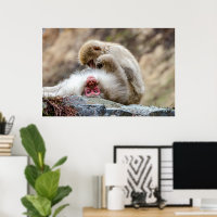 Macque Monkey, The Good Life