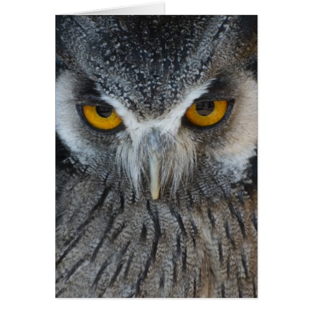 Macro Black and White Owl (Front)