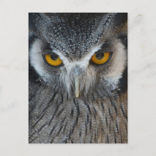 Macro Black and White Owl Postcard