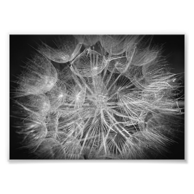 Macro Black and White Puff Flower Photo Print (Front)