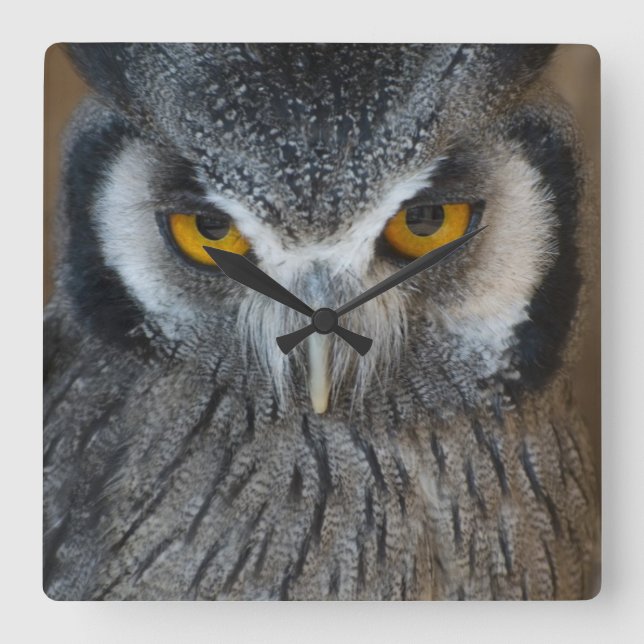 Macro Black and White Scops Owl Square Wall Clock (Front)