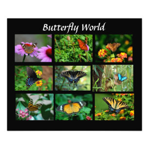 Macro Butterflies Photo Enlargement Print