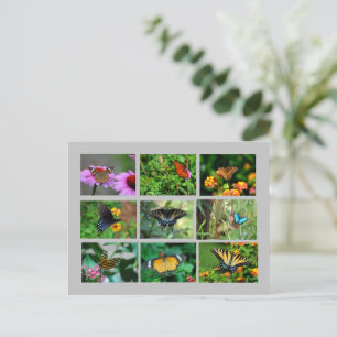 Macro Butterflies postcard
