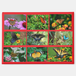 Macro Butterflies postcard Magnet