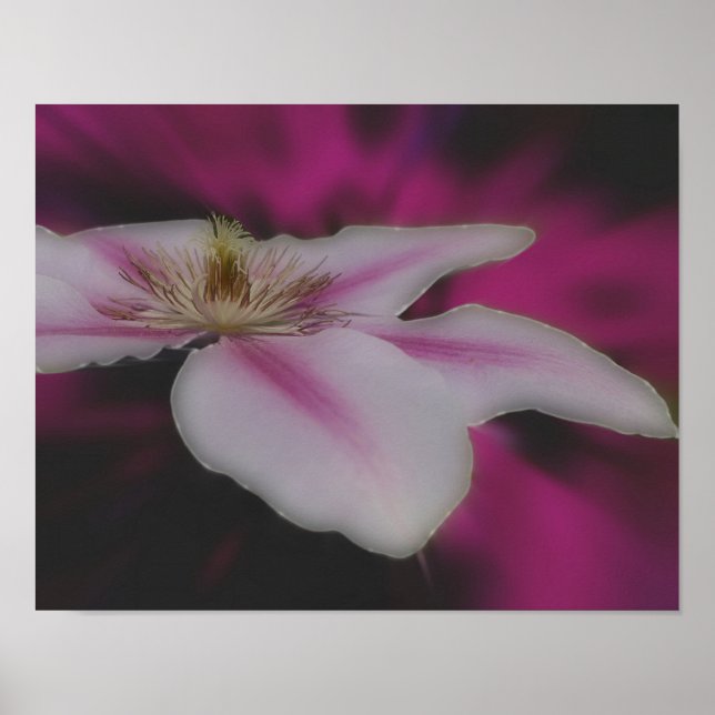 Macro Clematis In Pink Flower Poster (Front)