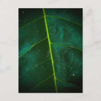 Macro Close-Up of Green Leaf with Bright Yellow Postcard