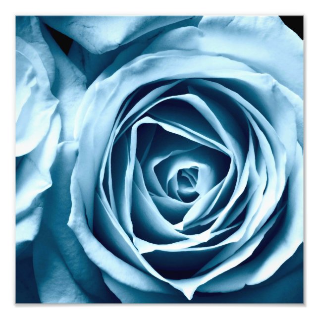 macro close up photography rose photo print (Front)