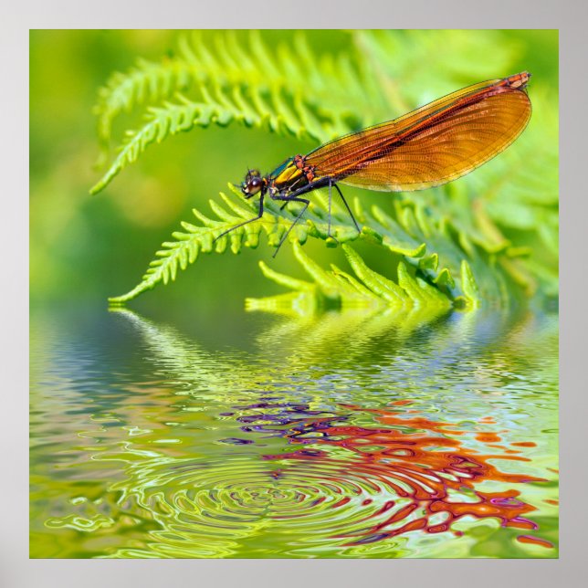 Macro damselfly on fern above water poster (Front)