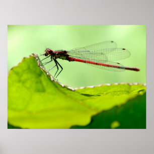 Macro damselfly on leaf poster