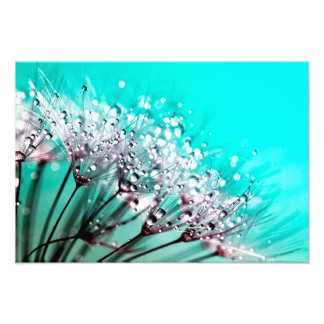 Macro Dandelion Seeds Water Drops Photo Print