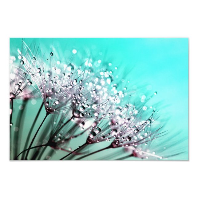 Macro Dandelion Seeds Water Drops Photo Print (Front)