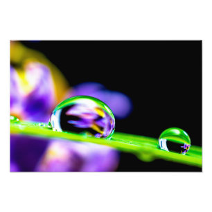 Macro Drop of Water on Blade Grass Purple Flower Photo Print