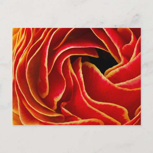 Macro Flower | Flower Fields Carlsbad, CA Postcard (Front)