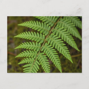 Macro Forest Fern Leaf Lush Green Nature Postcard