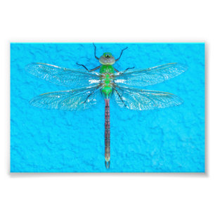 Macro Green Dragonfly on Blue Background Photo Print