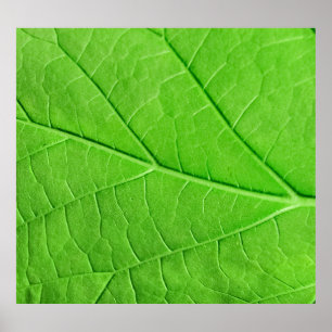 Macro Green Leaf: Ecology Plant Poster