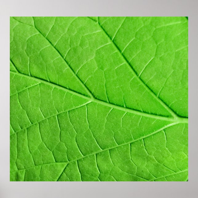 Macro Green Leaf: Ecology Plant Poster (Front)