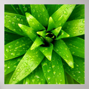 macro green poster