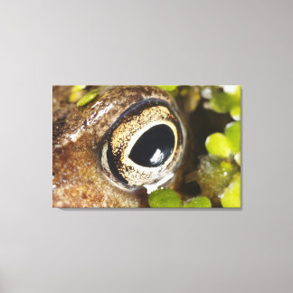 Macro; Horizontal; Colour; Colour; Nobody 2 Canvas Print