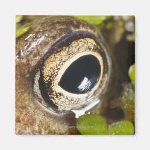 Macro; Horizontal; Colour; Colour; Nobody Magnet